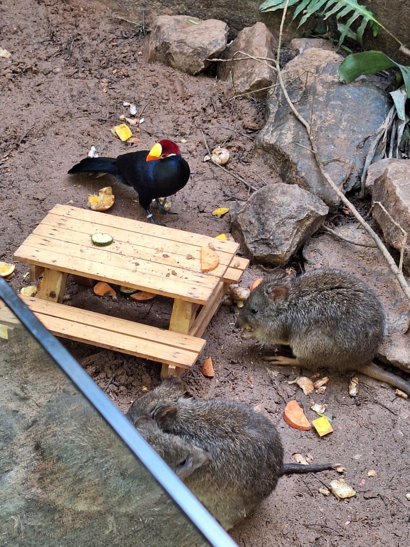 Potoroos and Violet Turaco