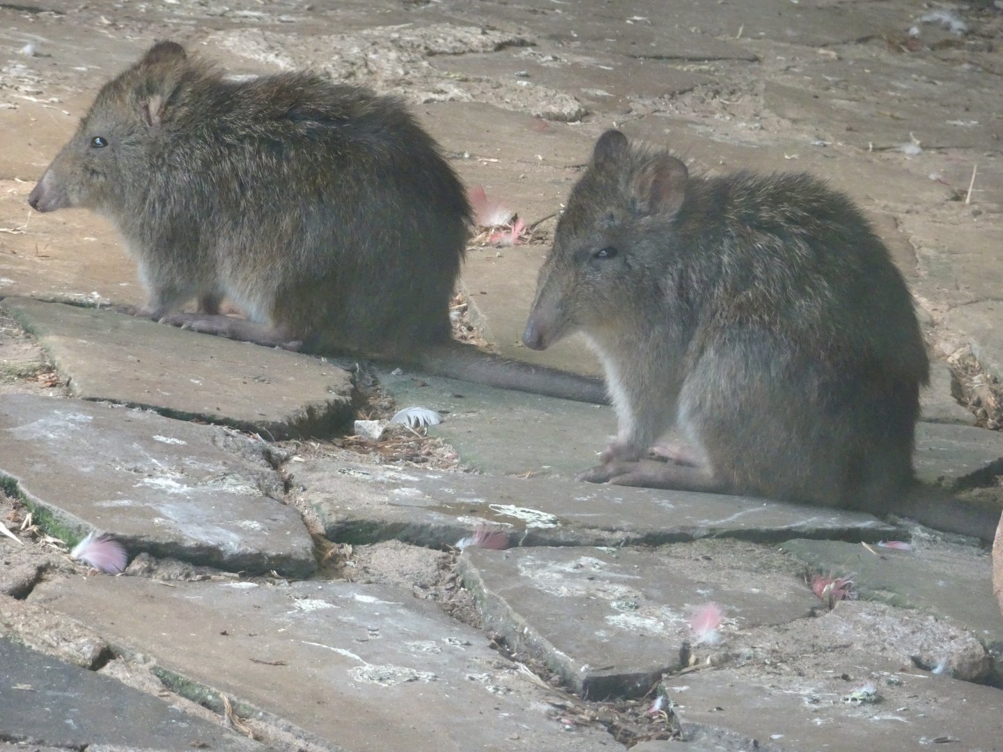Potoroos Blackpool Zoo 13 July 2025