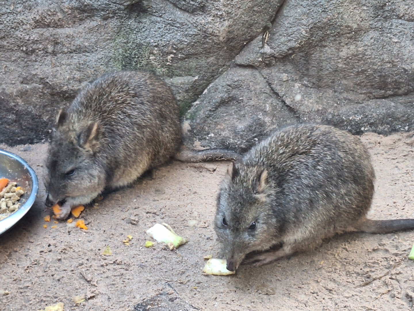 Potoroos