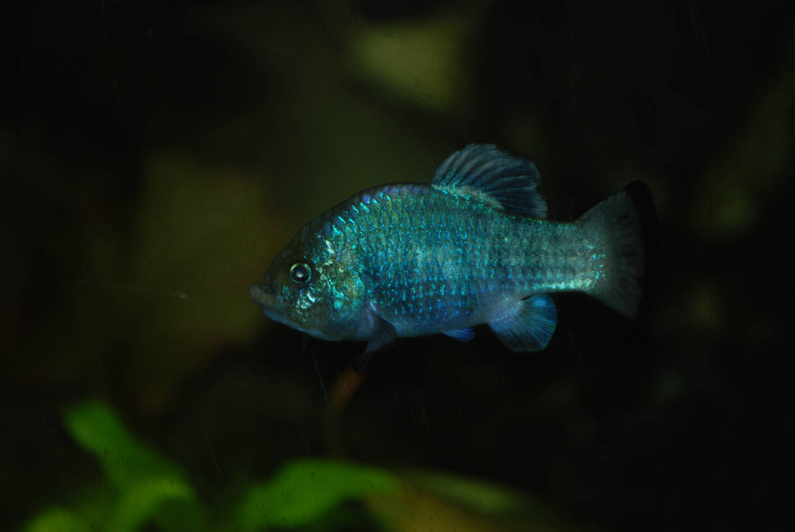 Potosi Pupfish at Bristol, 06/02/12