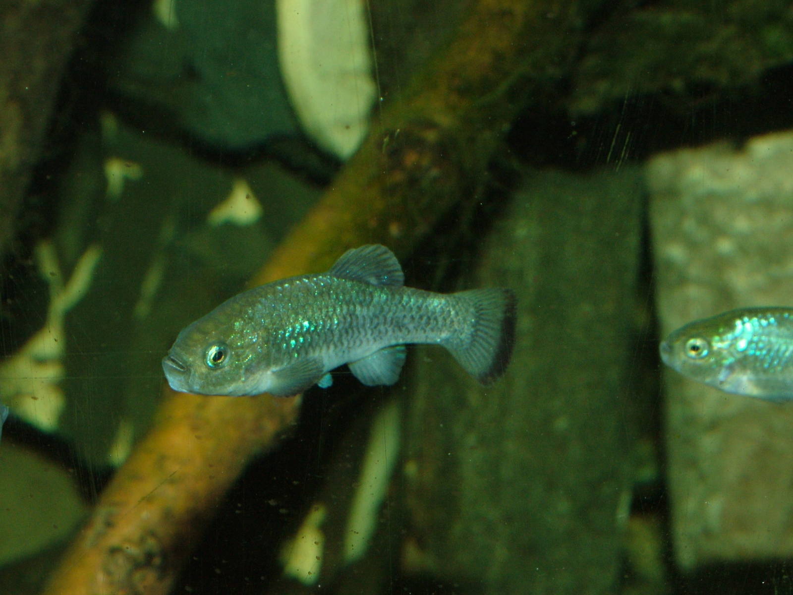 Potosi Pupfish at Bristol 19/12/09