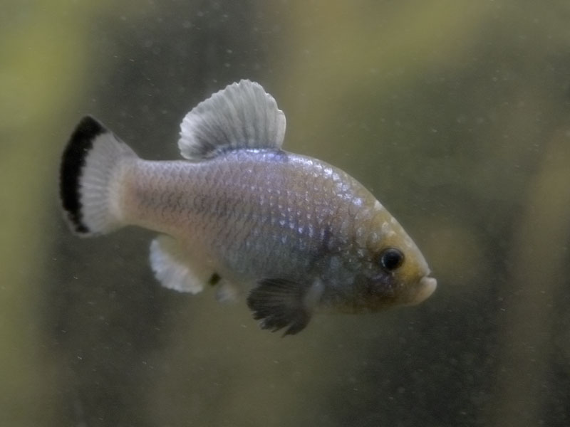 Potosi pupfish