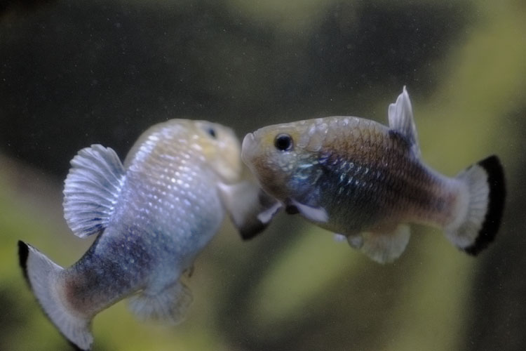 Potosi pupfish