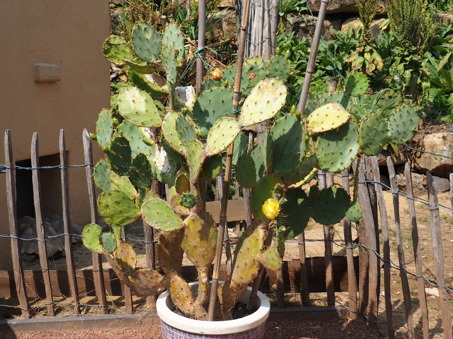 Potted Opuntia (Aug 28th, 2018)