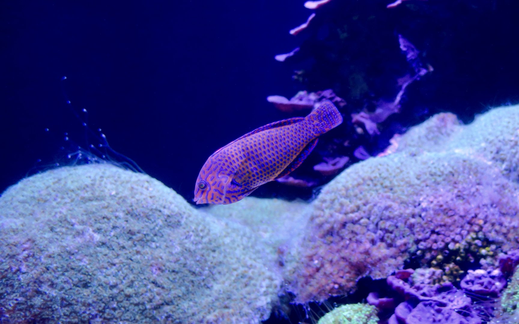 Potter's Leopard Wrasse/Geoffroy's Wrasse (Macropharyngodon geoffroyi)