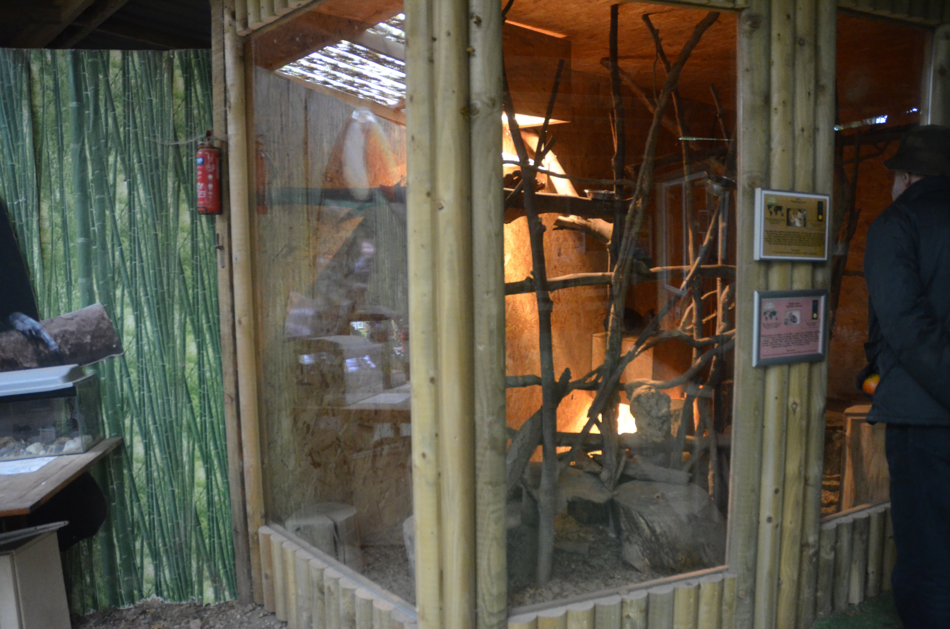 Potto and Chacoan Mara Enclosure at Axe Valley, 02/11/19
