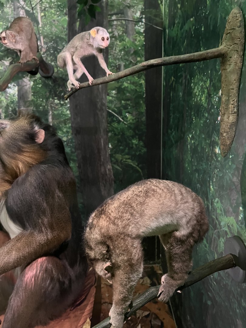 Potto and grey slender loris 1.8.25