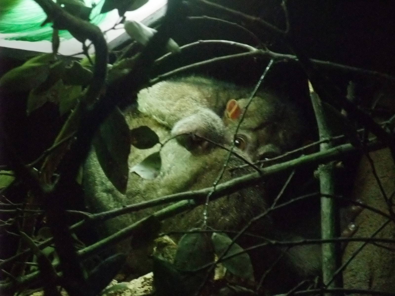 Potto at London, 16/11/11