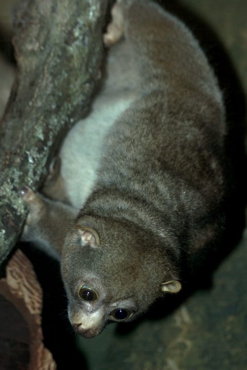 Potto at London Zoo 18/9/2010
