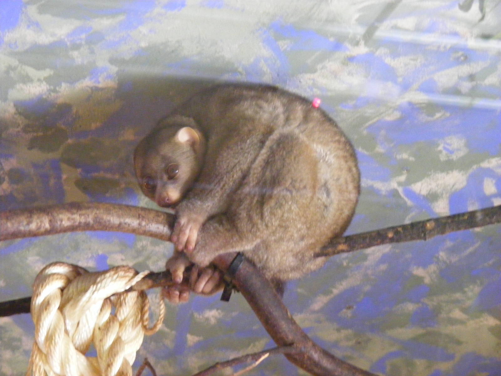 Potto at Marwell Wildlife, 30 October 2010