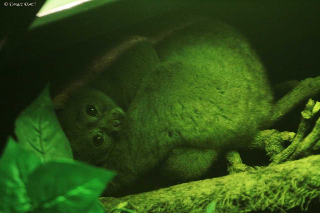 Potto (Perodicticus potto)