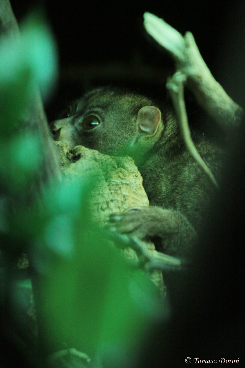 Potto (Perodicticus potto)