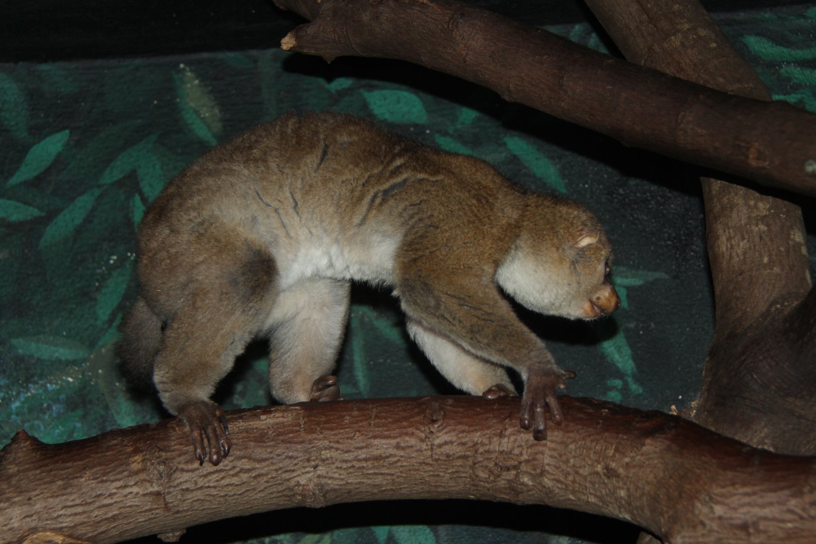 potto (Perodicticus potto)