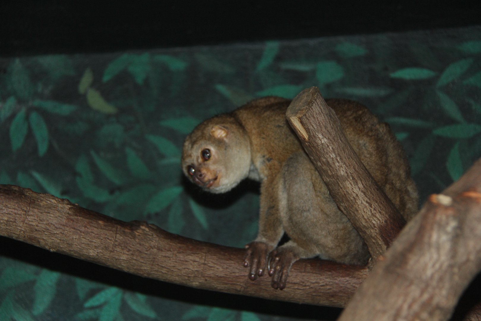 potto (Perodicticus potto)