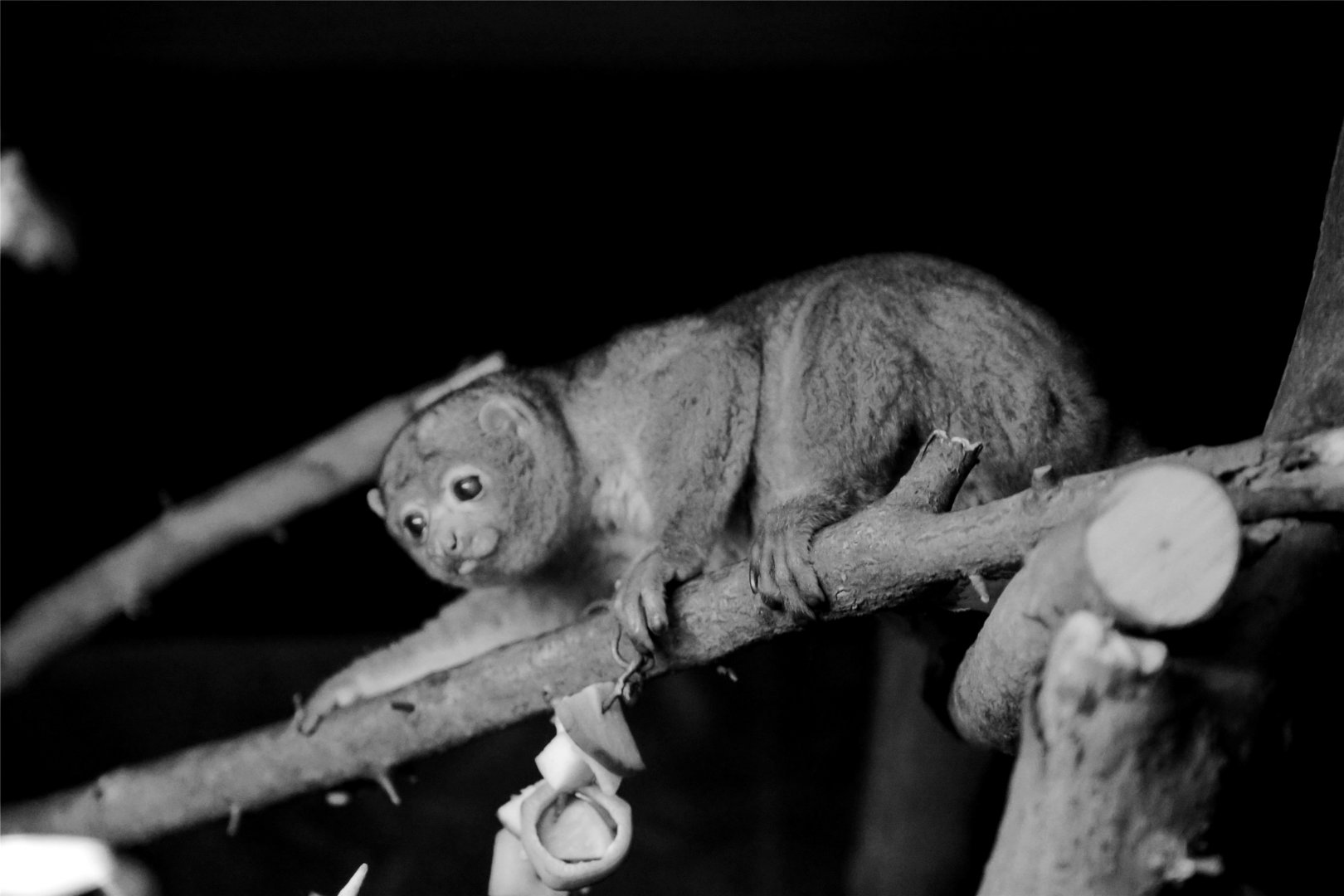 Potto (Perodicticus potto)