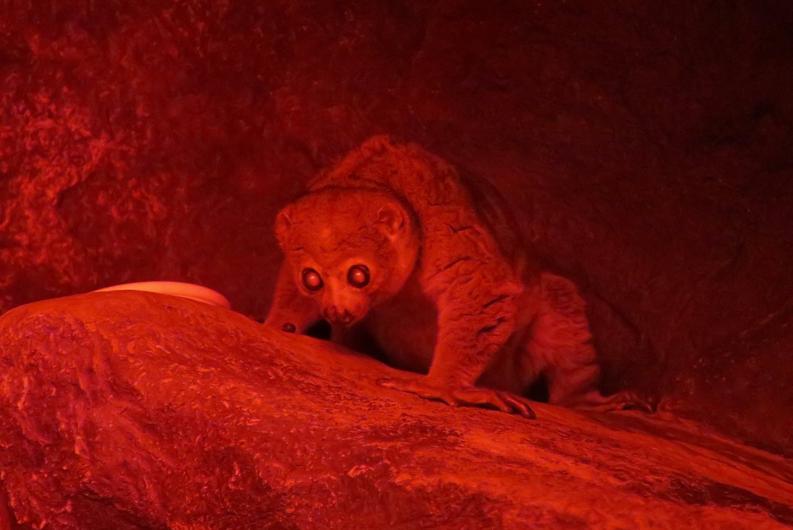 Potto (Perodicticus potto)