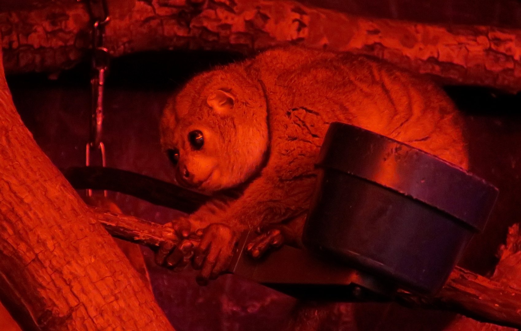 Potto (Perodicticus potto)