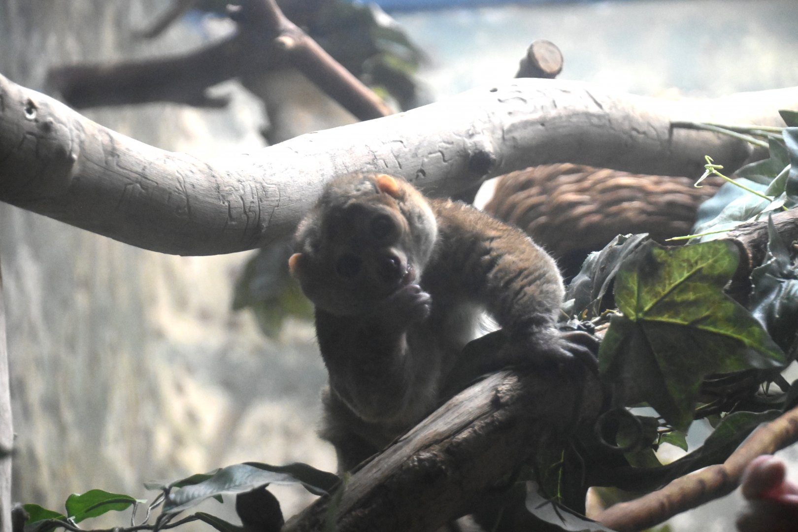 Potto (Perodicticus potto)