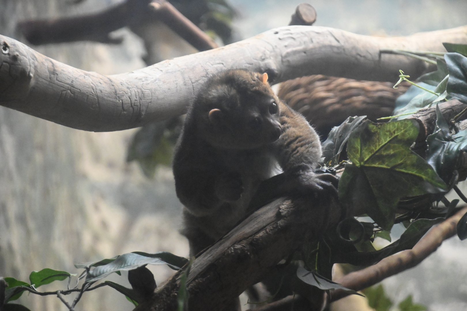 Potto (Perodicticus potto)