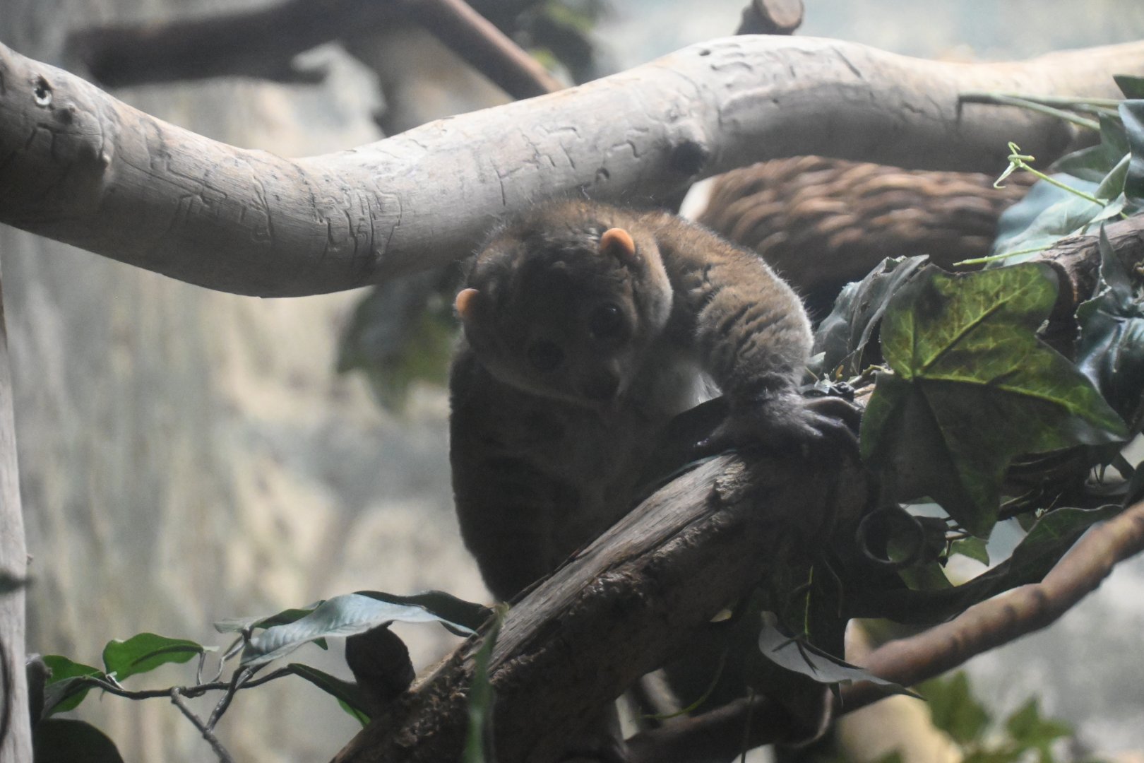 Potto (Perodicticus potto)