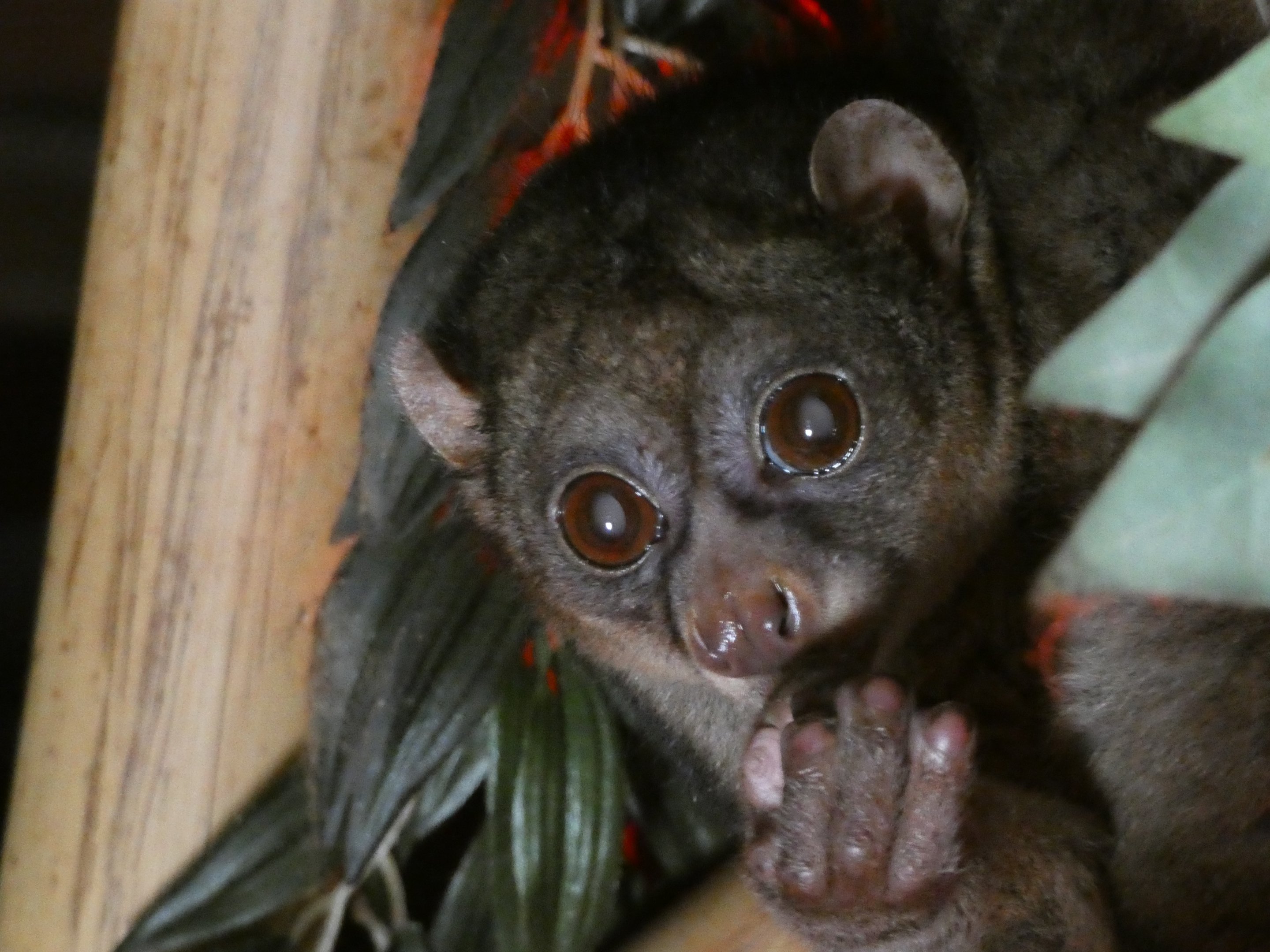 Potto (Perodicticus potto)