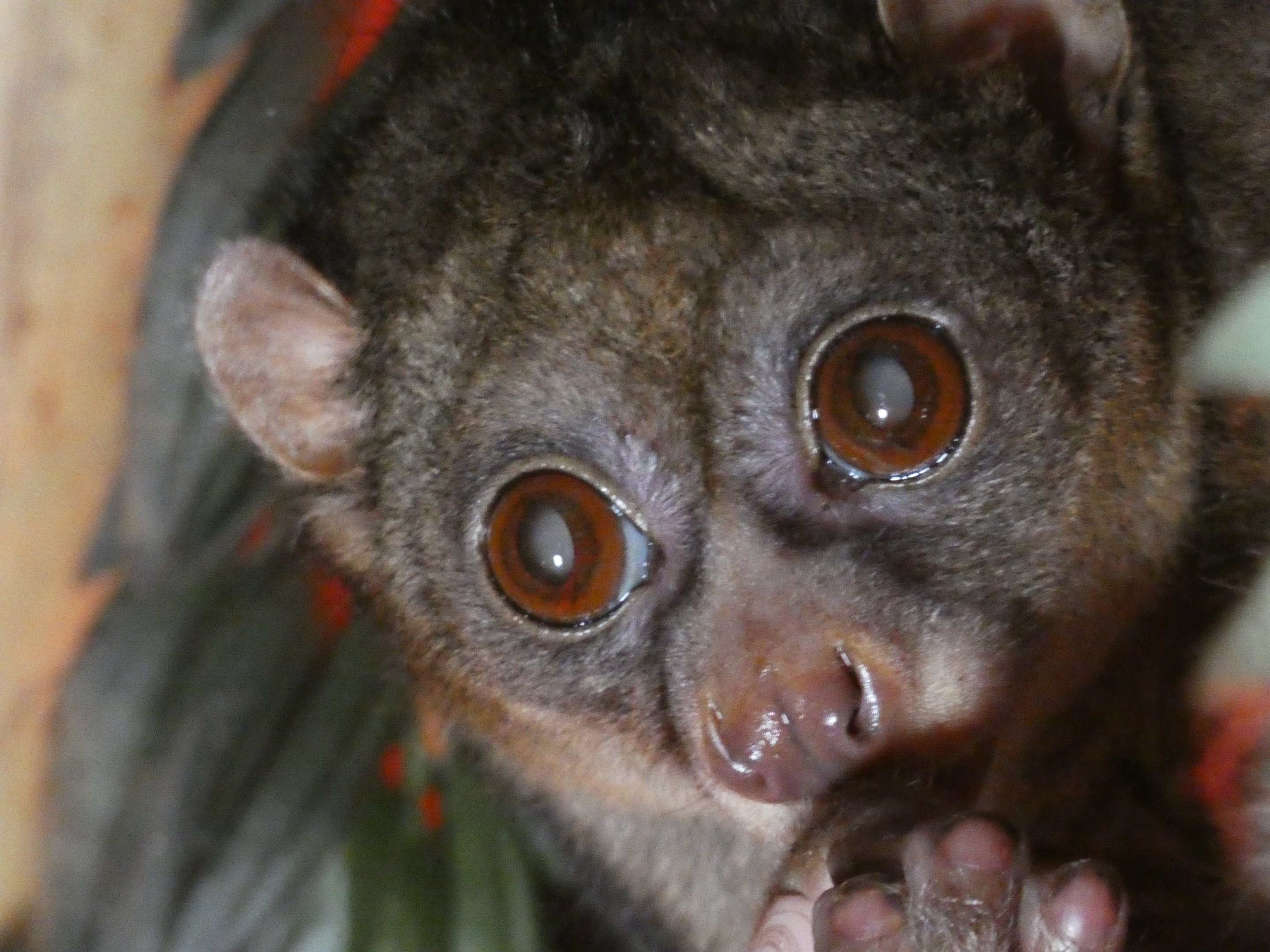 Potto (Perodicticus potto)