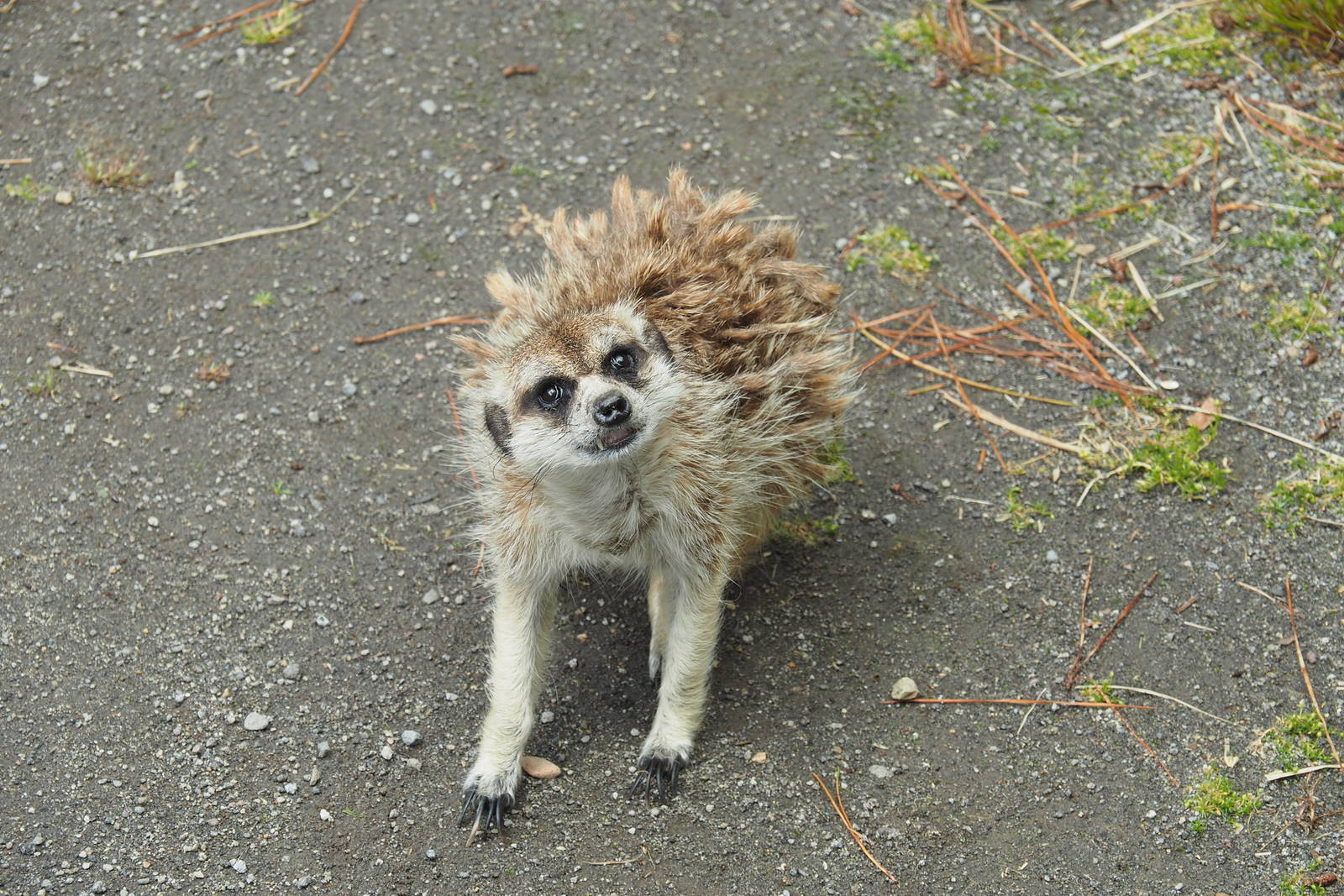 Pouakai Zoo - Meerkat