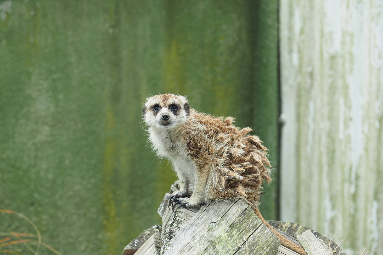 Pouakai Zoo - Meerkat