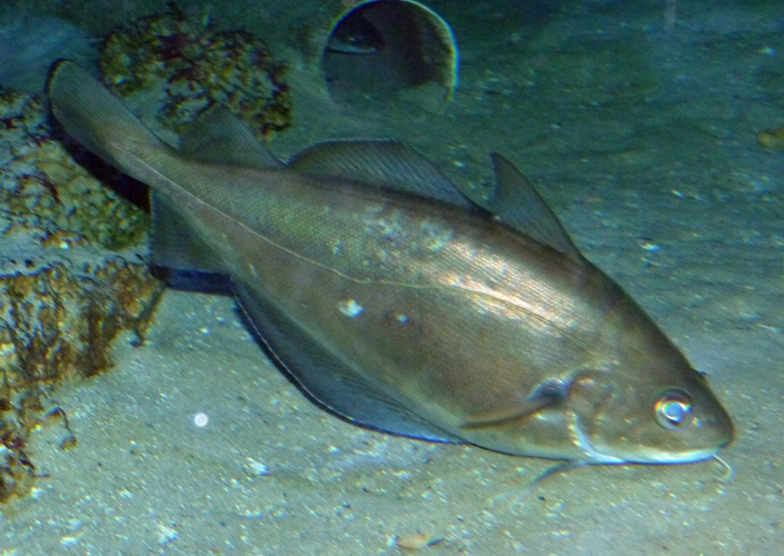 Poulting (Trisopterus luscus)