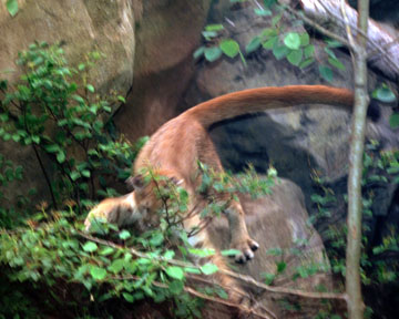 pouncing puma, Philadelphia Zoo