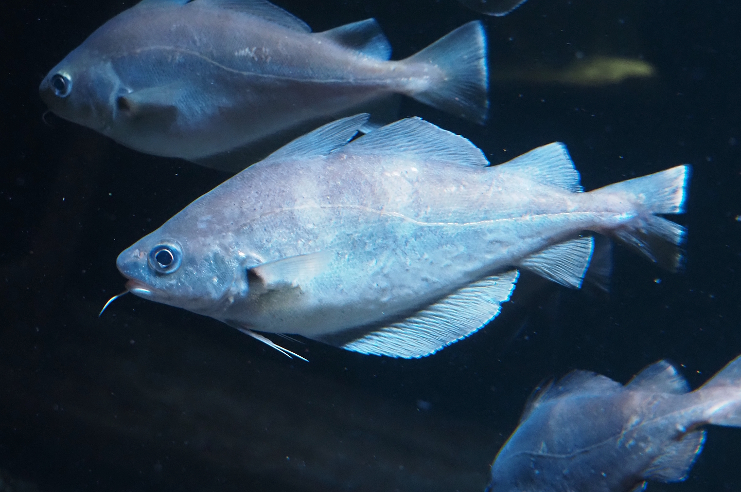 Pouting (Trisopterus luscus), 2024-03-09