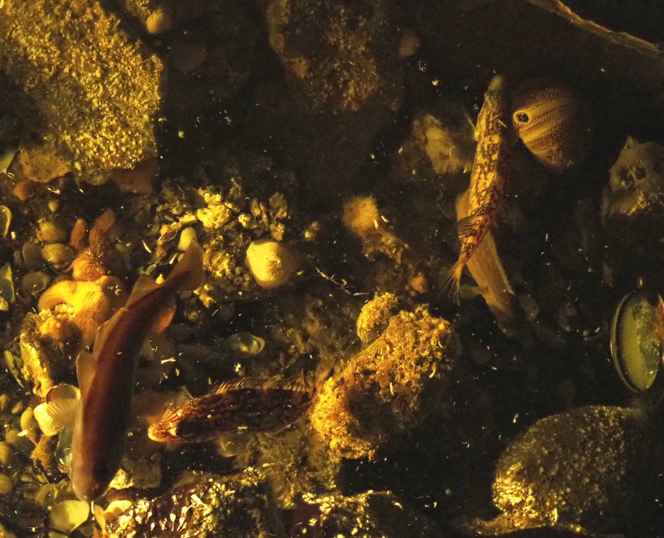 Pouting (Trisopterus luscus) and Tompot blennies (Parablennius gattorugine) in rock pool tank, 2022-09-14