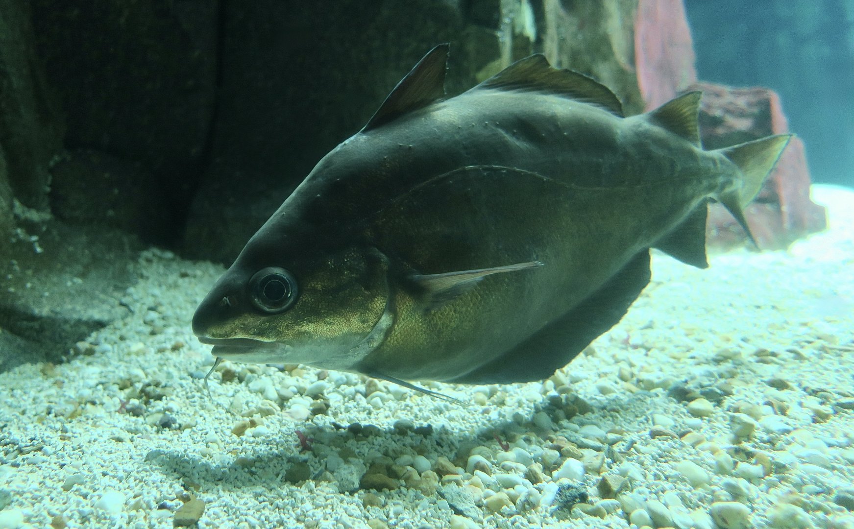 Pouting (Trisopterus luscus)