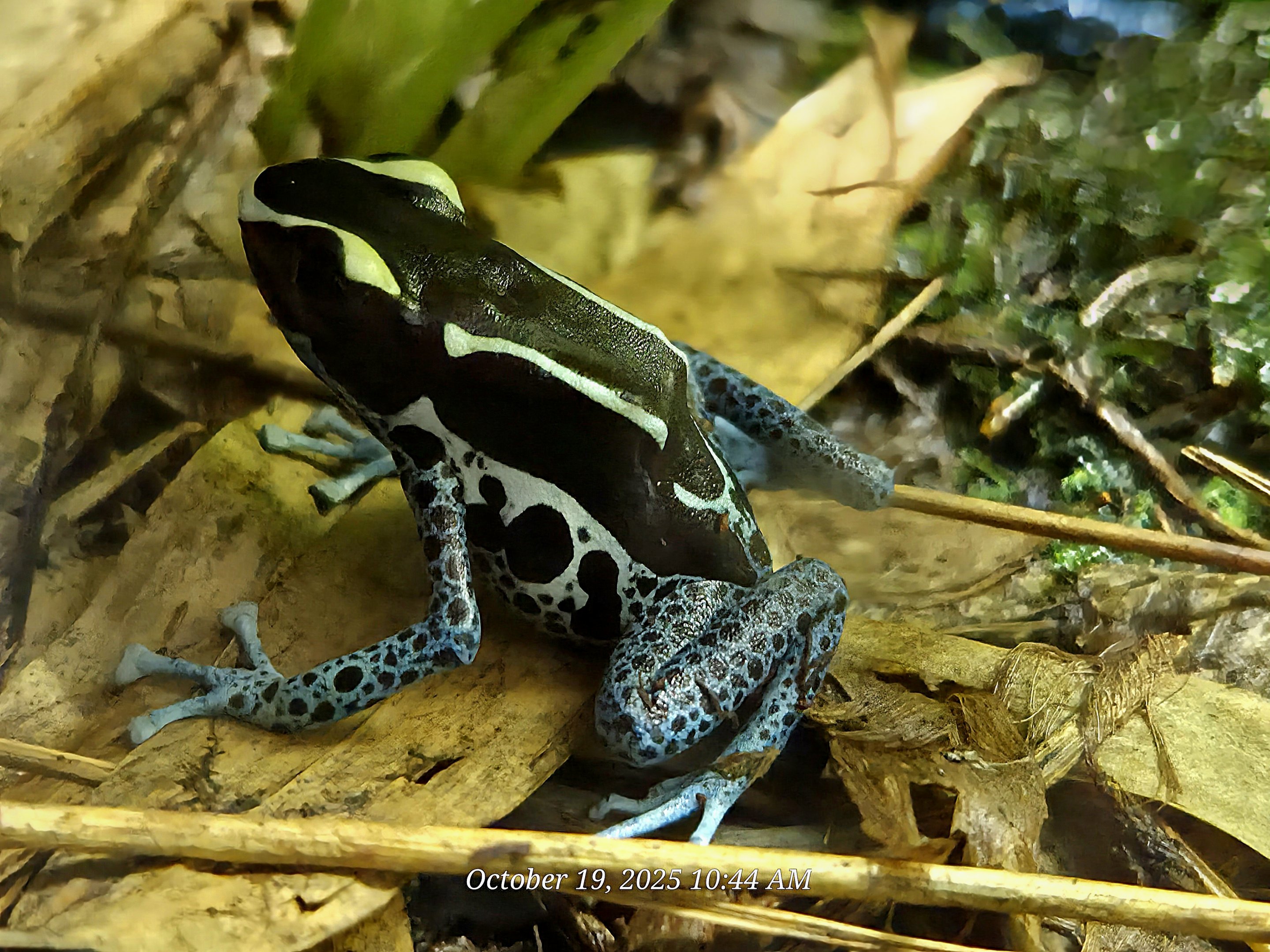 Powder Blue Poison Dart Frog - Rainforest Adventures