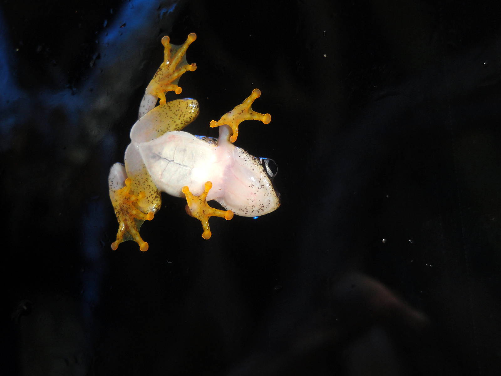 Powder Blue Reed Frog