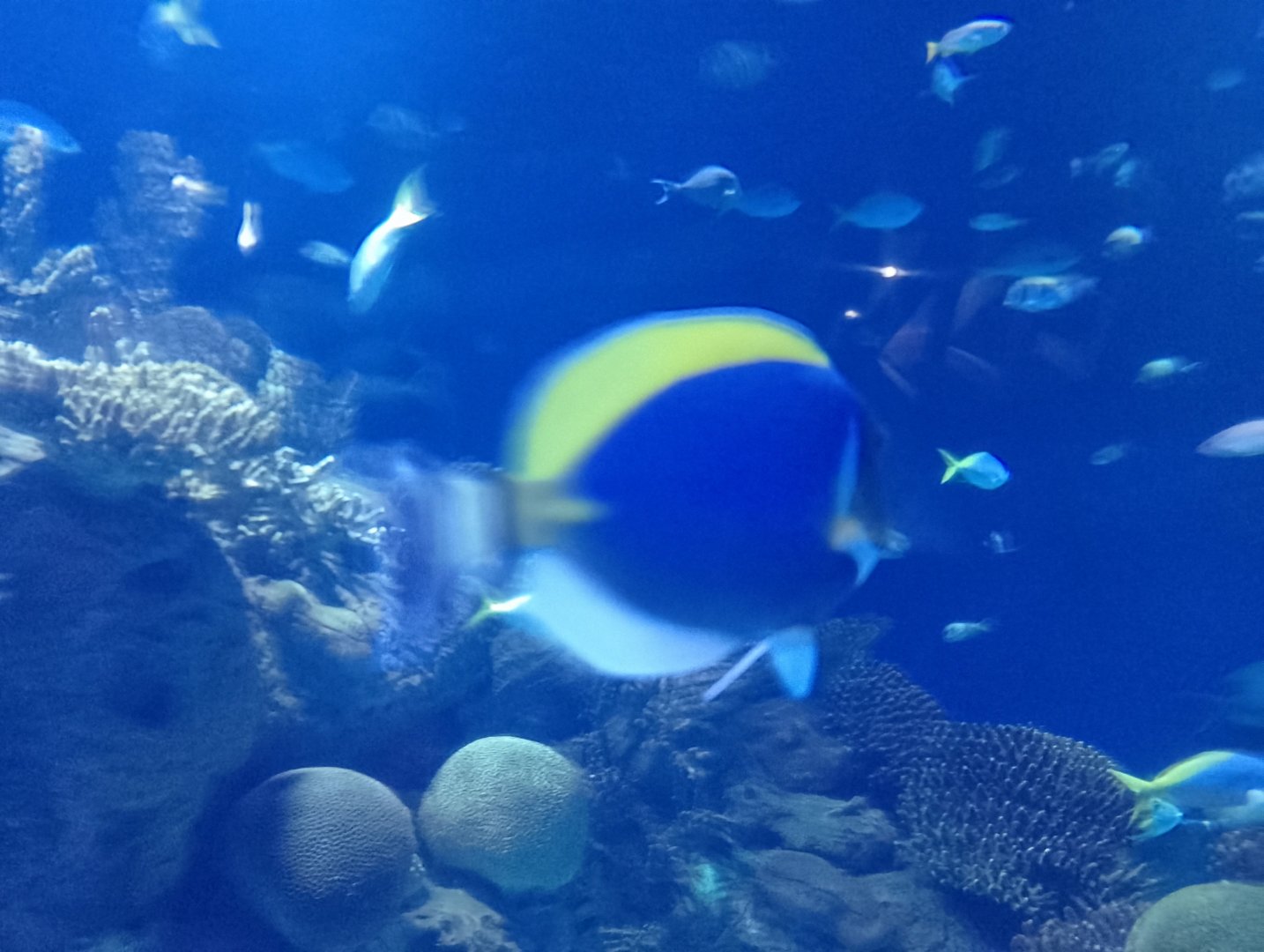 Powder-blue surgeonfish