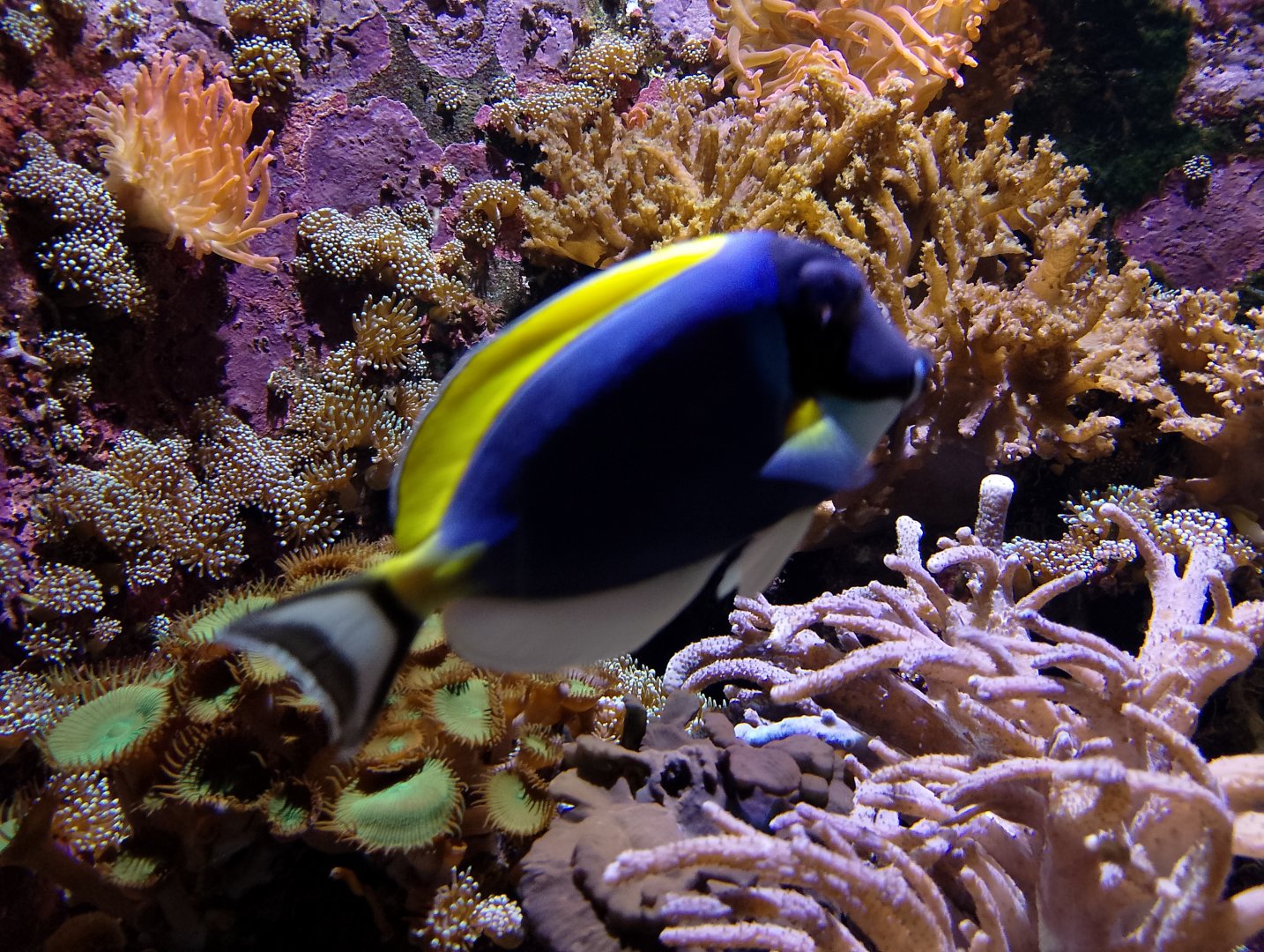 Powder-blue surgeonfish