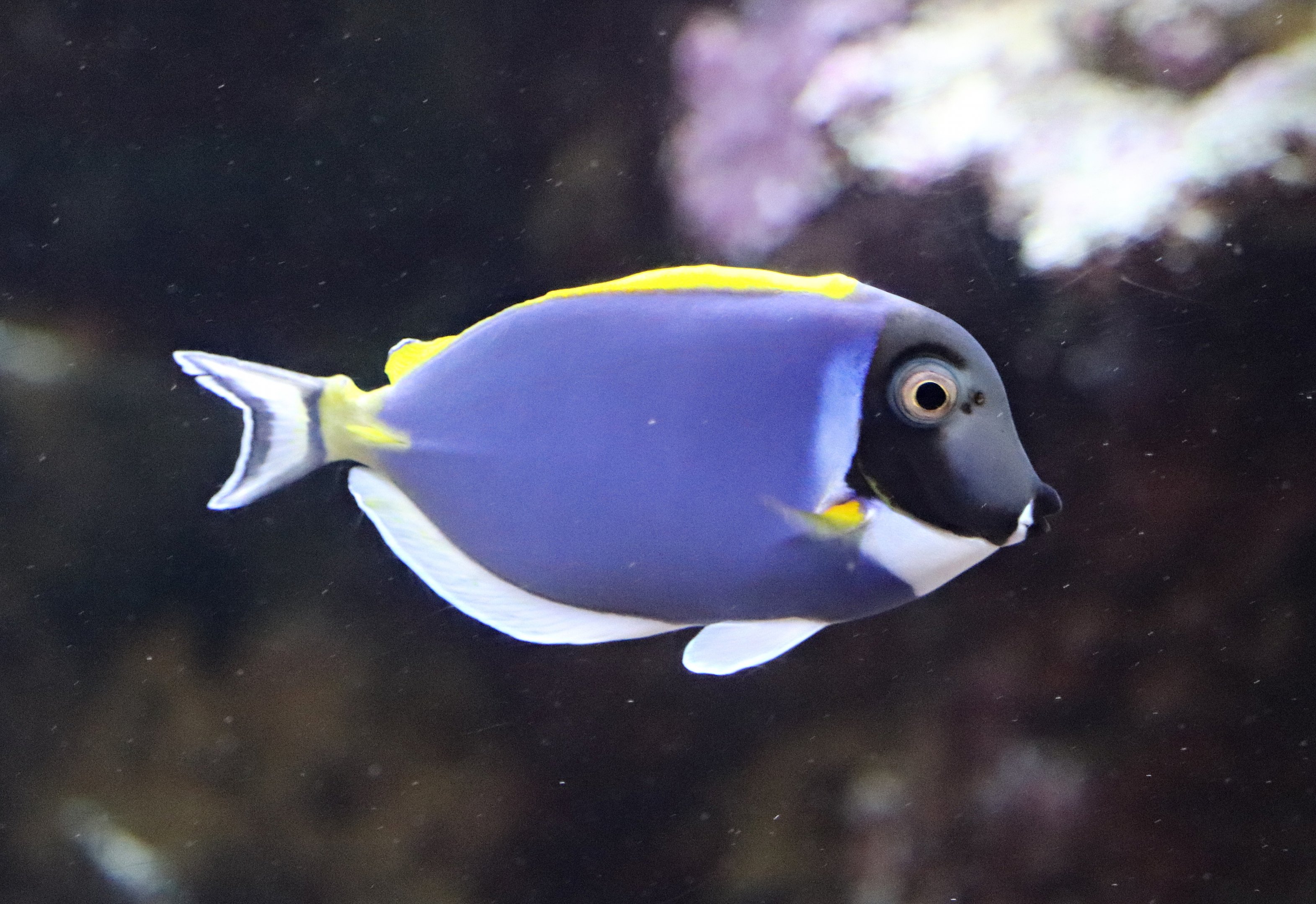 Powder blue tang (Acanthurus leucosternon)