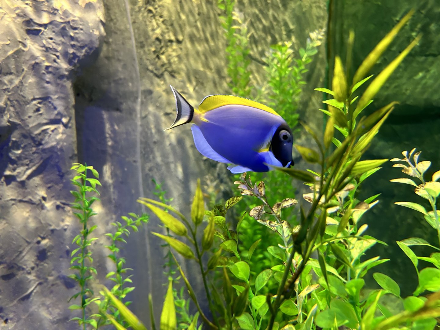 Powder Blue Tang, (Acanthurus leucosternon)