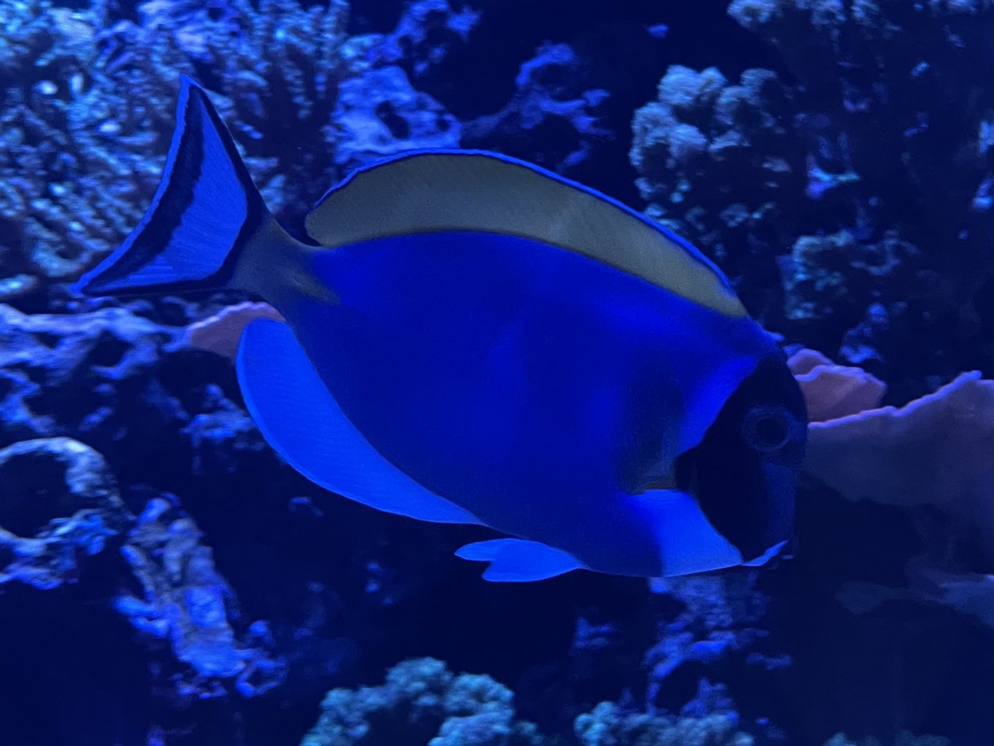 powder blue tang