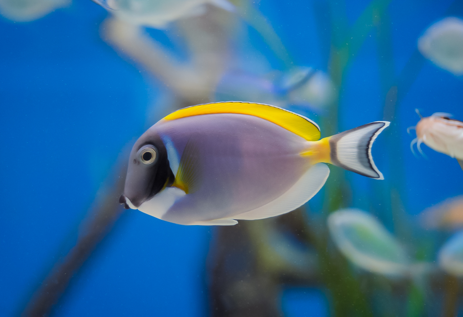 Powder Blue Tang