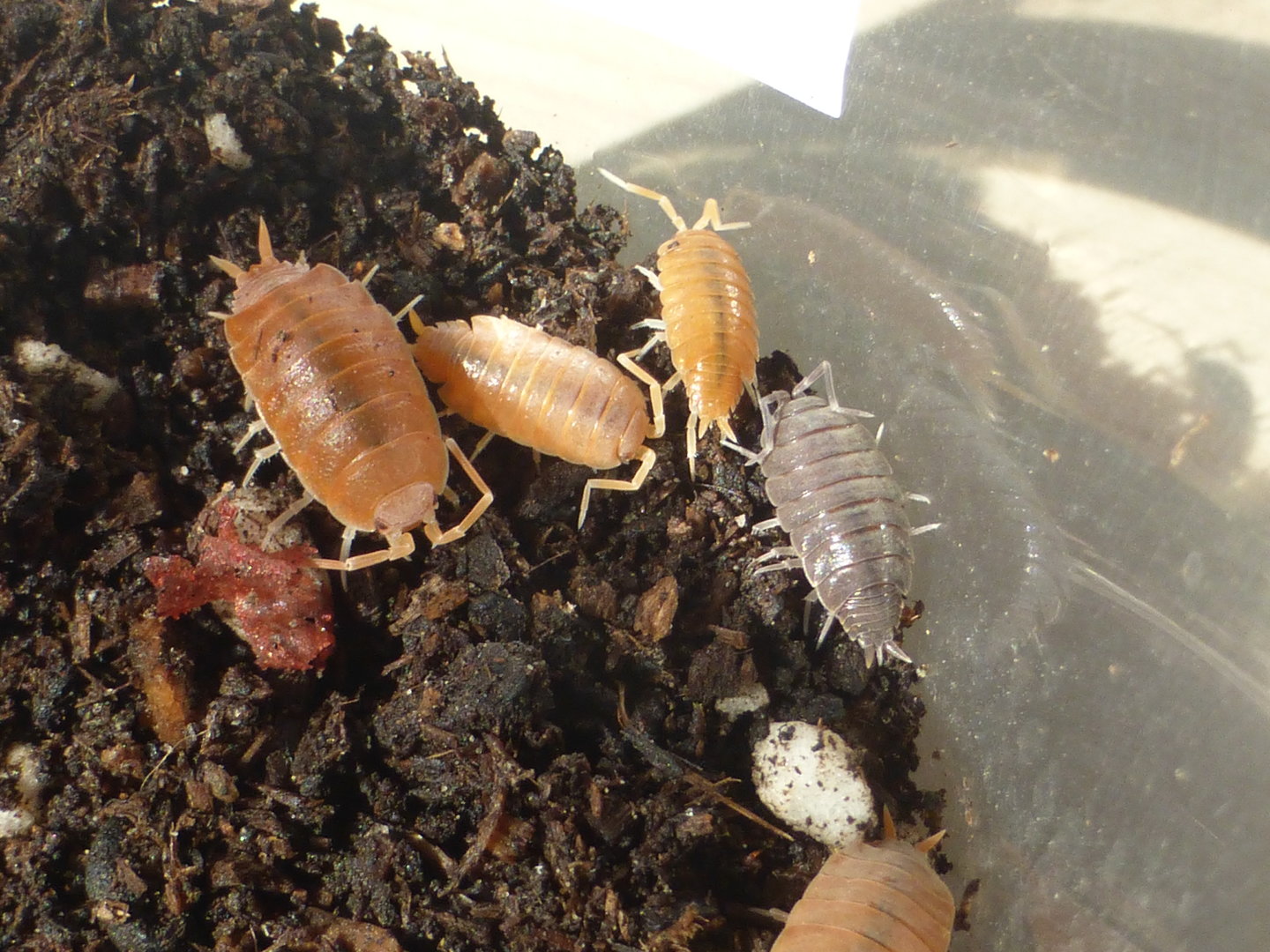 Powder orange isopods