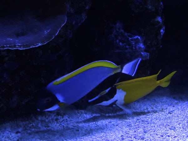 Powderblue surgeonfish (Acanthurus leucosternon) & Foxface (Siganus vulpinus)