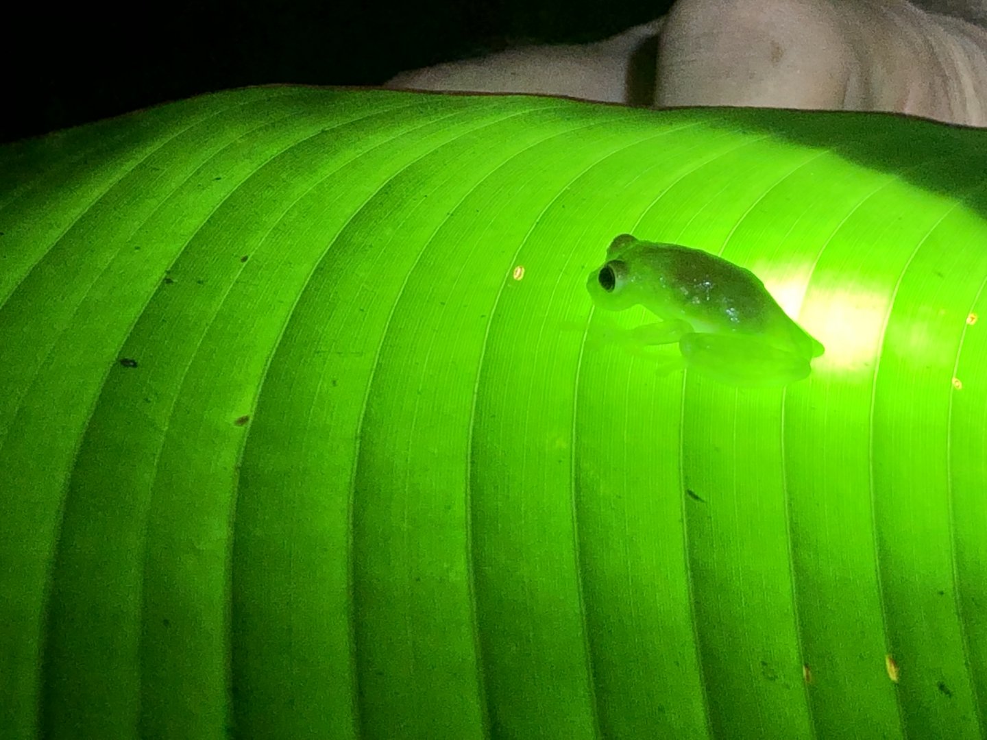Powdered glass frog (San Carlos, Costa Rica)