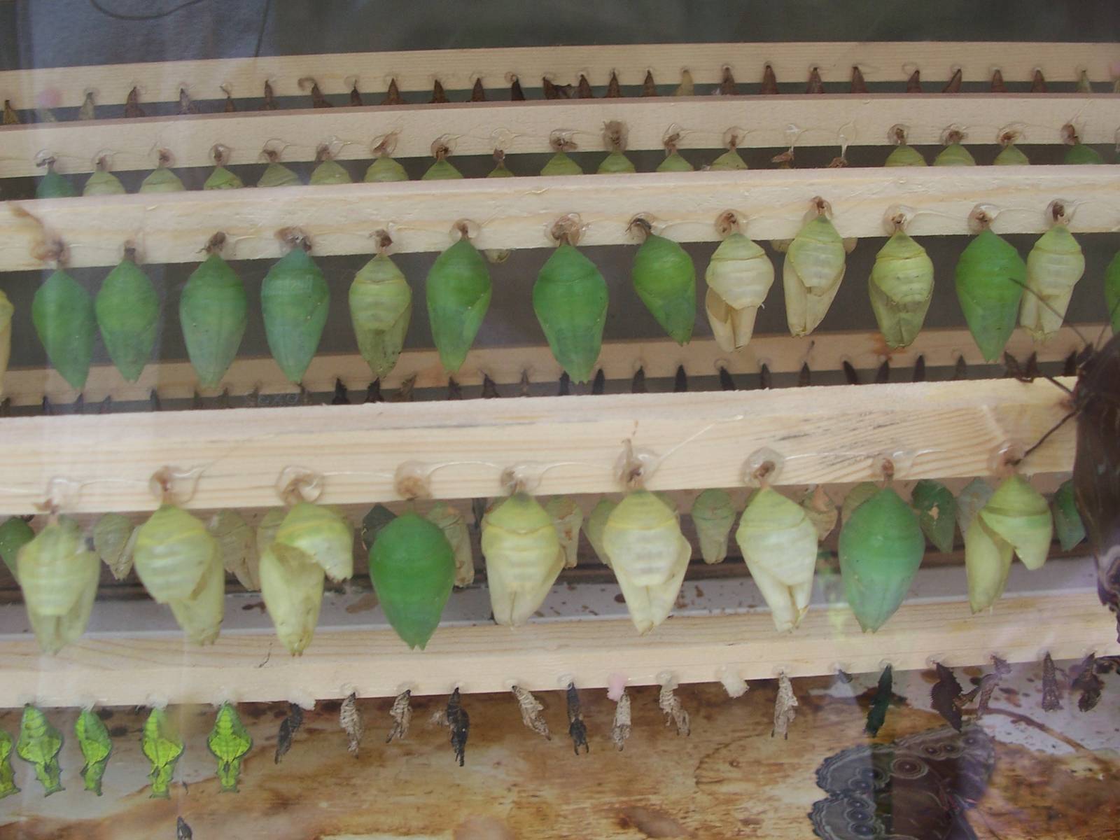 Powell Gardens Festival of Butterflies - Kingsville, Missouri