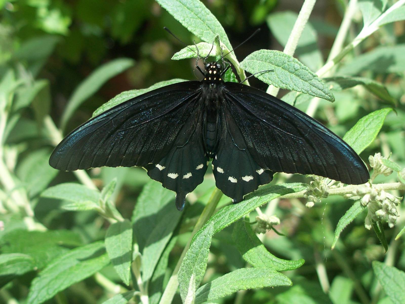 Powell Gardens Festival of Butterflies - Kingsville, Missouri