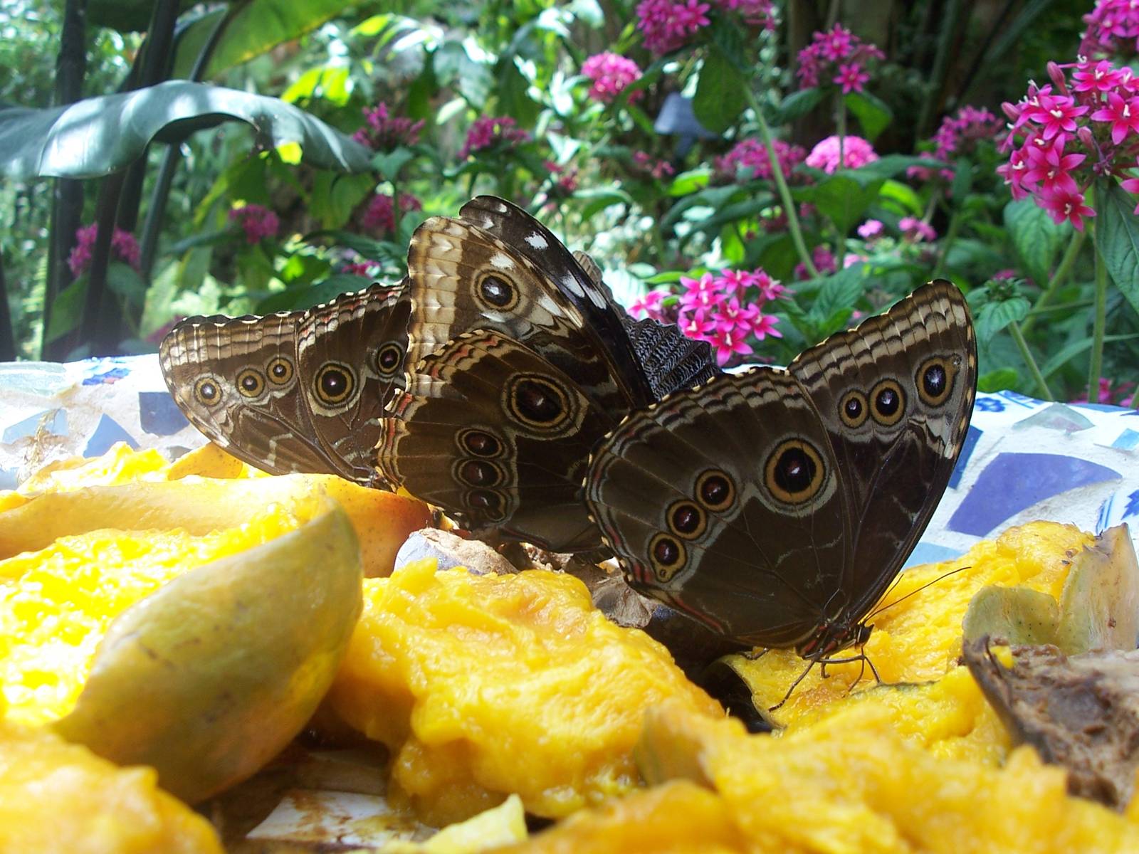 Powell Gardens Festival of Butterflies - Kingsville, Missouri