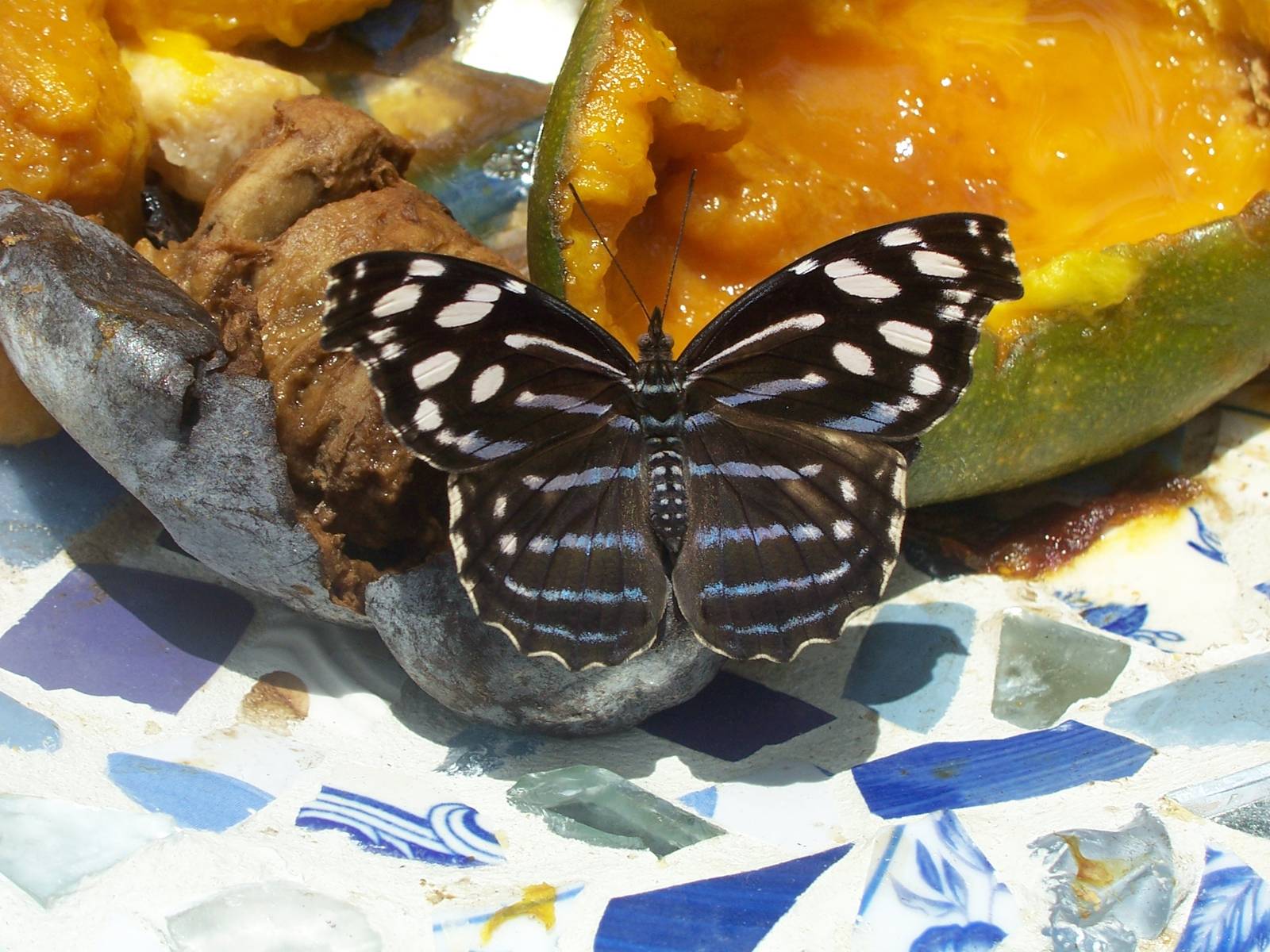 Powell Gardens Festival of Butterflies - Kingsville, Missouri