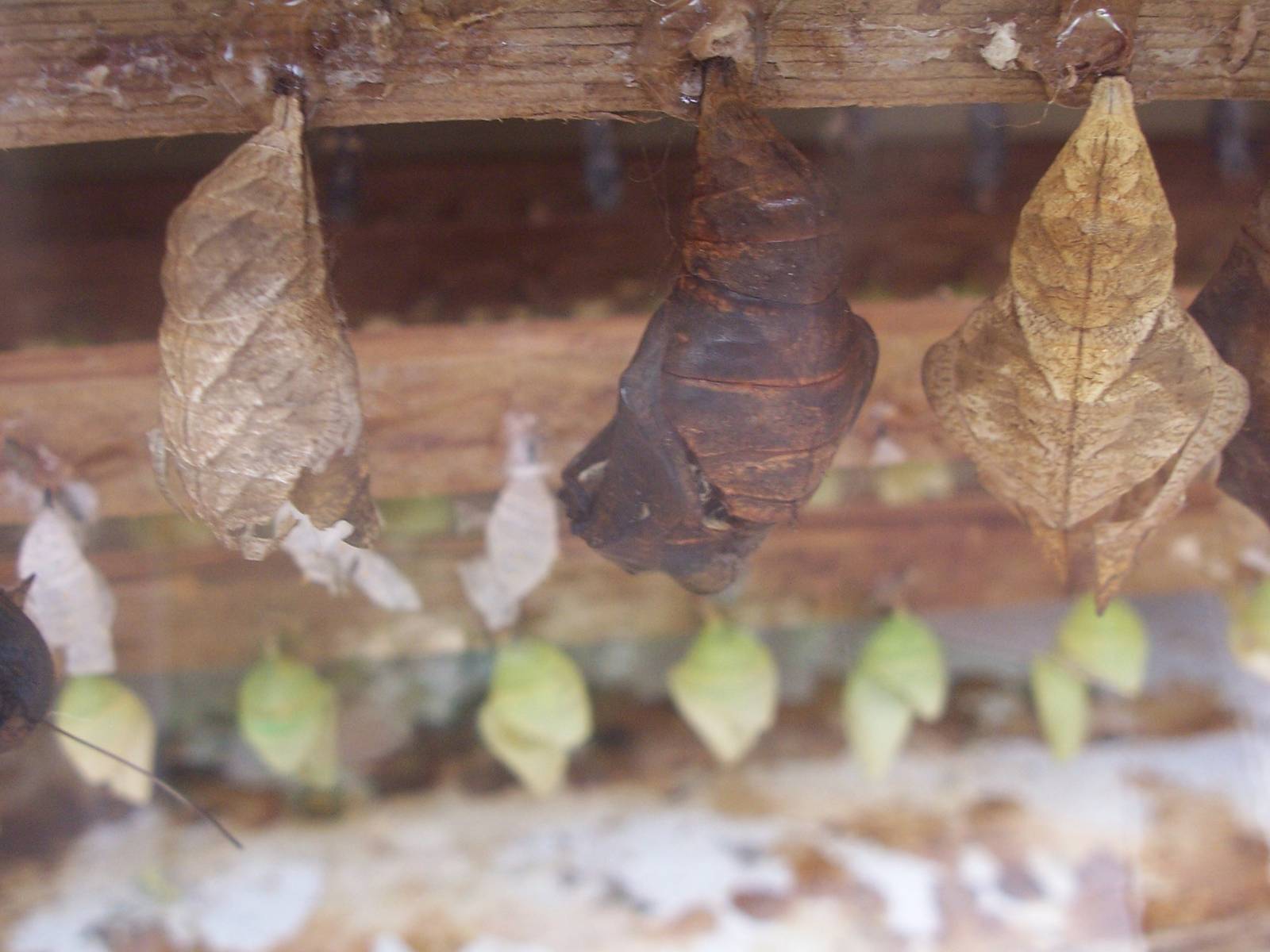 Powell Gardens Festival of Butterflies - Kingsville, Missouri