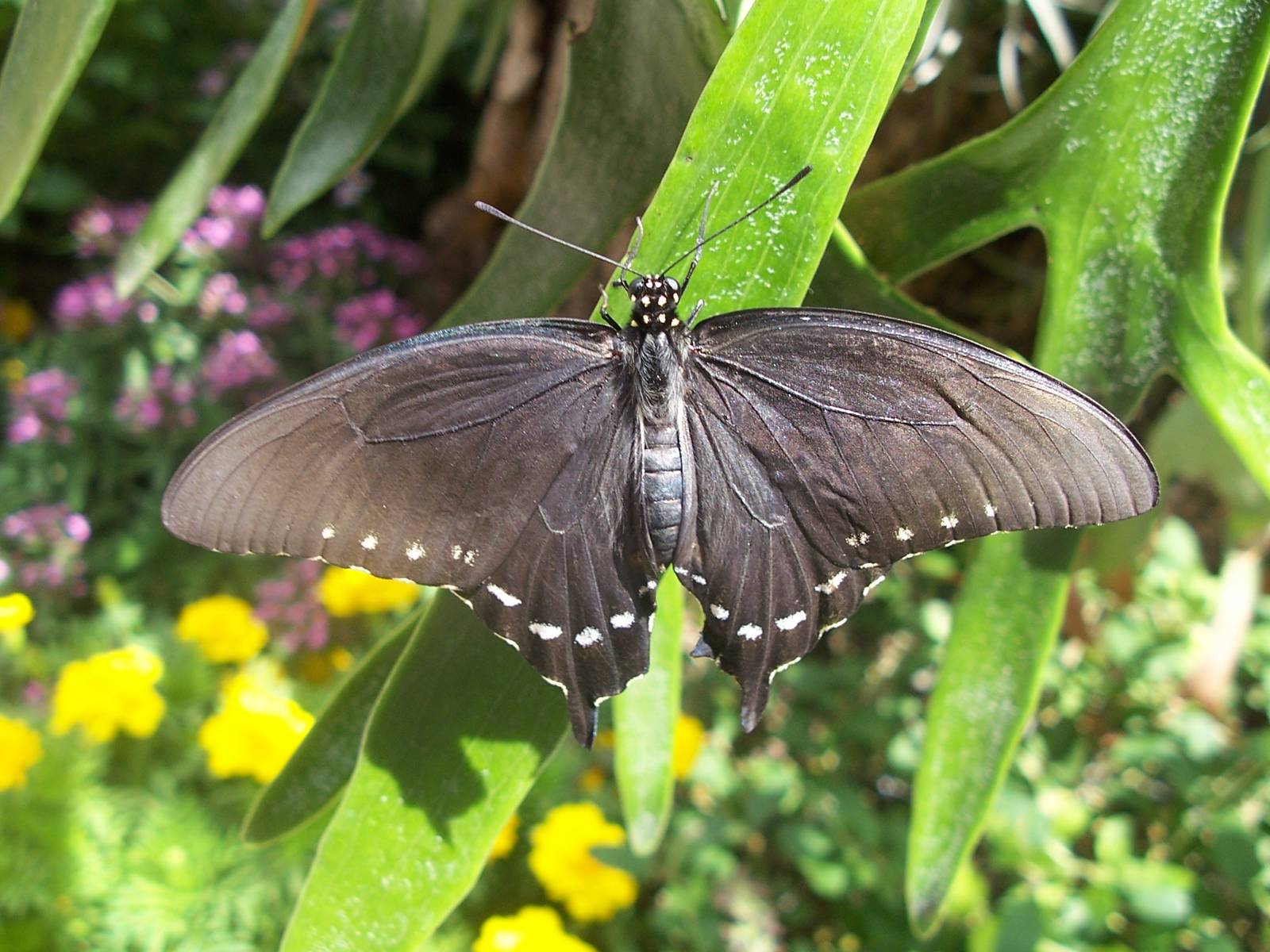Powell Gardens Festival of Butterflies - Kingsville, Missouri